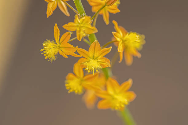 kleine wilde kopieva-pflanze - bulbine frutescens stock-fotos und bilder