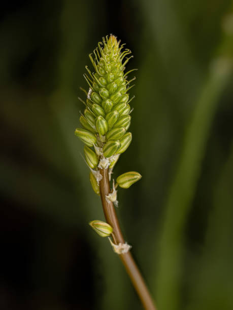 kleine wilde kopieva-pflanze - bulbine frutescens stock-fotos und bilder