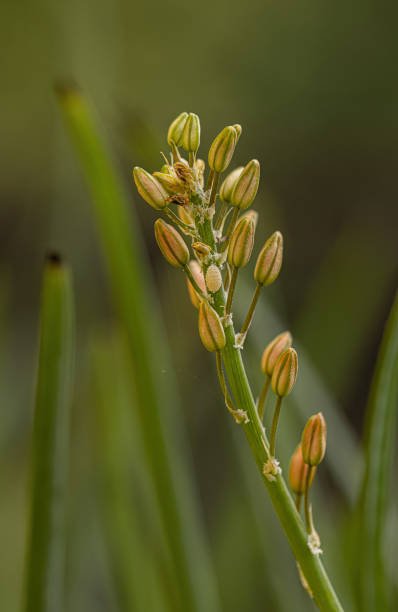 kleine wilde kopieva-pflanze - bulbine frutescens stock-fotos und bilder