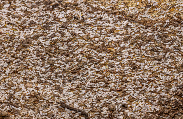 Close-up of red ant eggs on green leaves