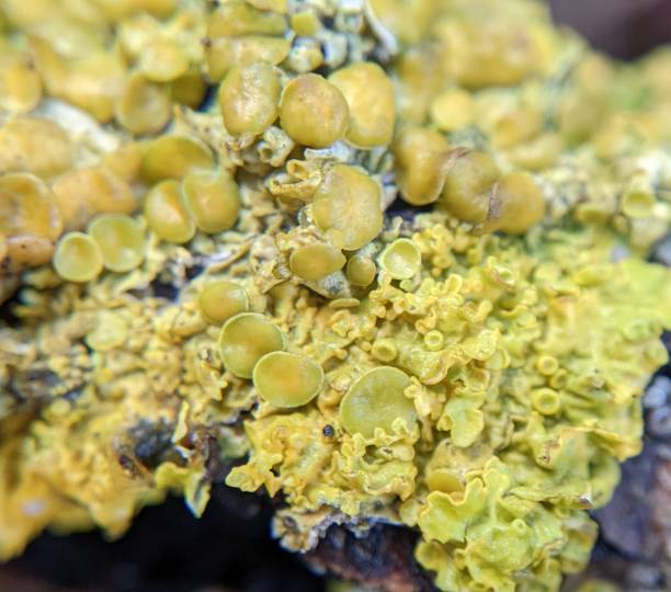 istock Extreme close up of lichen growing on a tree branch 1446588679