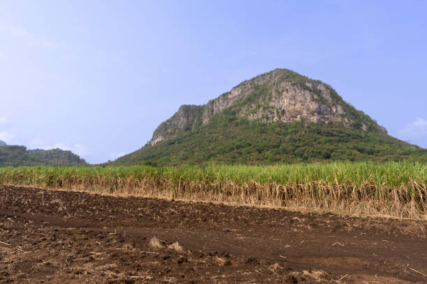 istock Sugar cane growing in Asia with scenic mountains in background deforestation and environmental issues 1446592010