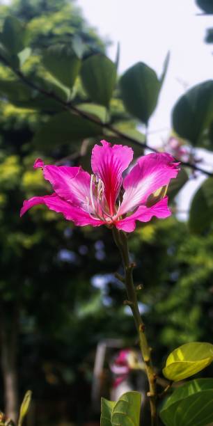 istock Bauhinia blakeana, commonly called the Hong Kong orchid tree, is a legume tree from the Bauhinia clan with thick leaves and striking purplish-red flowers. 1446592021
