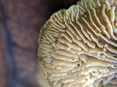 View of underside, gills of bracket type mushroom, specifically Gilled Polypore (Trametes betulina).Taken at Oaks Bottom Wildlife Refuge, a public park and wetlands area to the east of the Willamette River and southeast of Portland, Oregon.