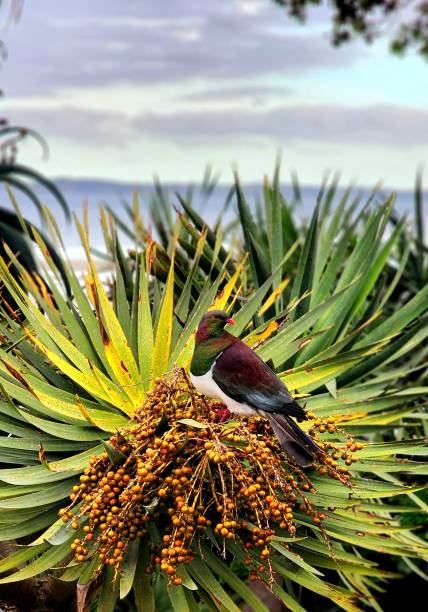 New Zealand native wood pigeon eating agave berries