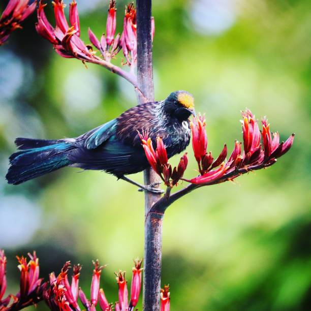 istock New Zealand Tui 1446598244
