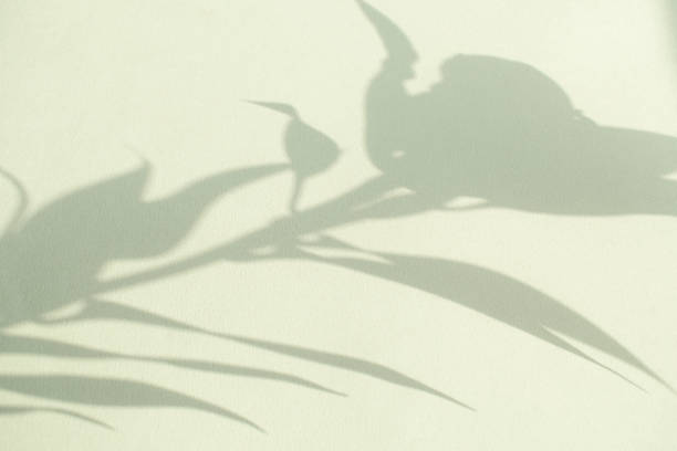 istock Plant Shadows and Copy Spaces 1446600837