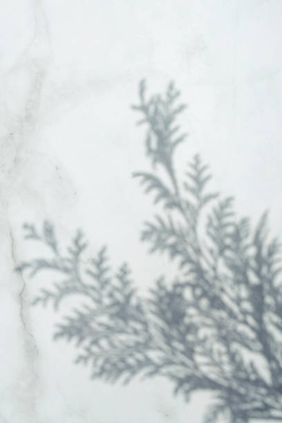 istock Plant Shadows and Copy Spaces 1446600857