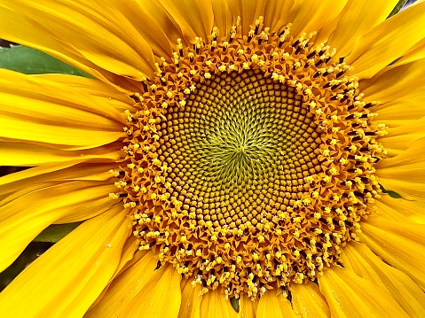 Horizontal close up of inside of vibrant yellow sunflower centre pattern growing wild in country field