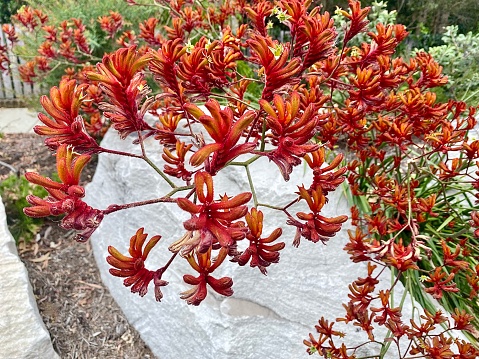 Horizontal looking down to vibrant red kangaroo paw flowering plant growing wild in bloom with sandstone rocks below Australia