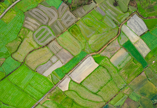 Aerial view of rice fields in southern China