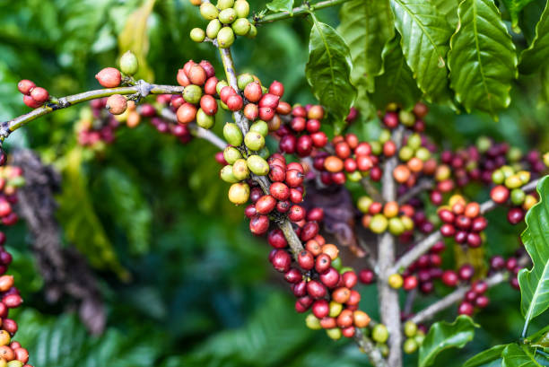 istock Coffee beans growing in Da Lat Vietnam 1446604021