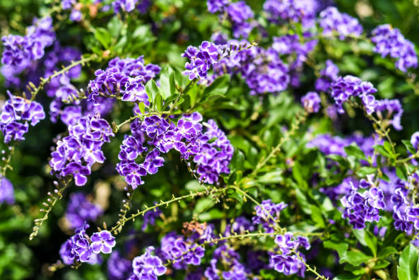 Duranta erecta also known as golden dewdrop, pigeon berry