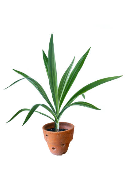 istock Flower pot and Green tree decoration isolated on white background. 1446604956