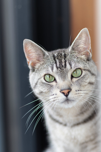 A tabby house cat, isolated on white, stares at the camera. 