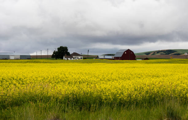 istock Stormy clouds over canola fields in Eastern Washington state, USA 1446606147