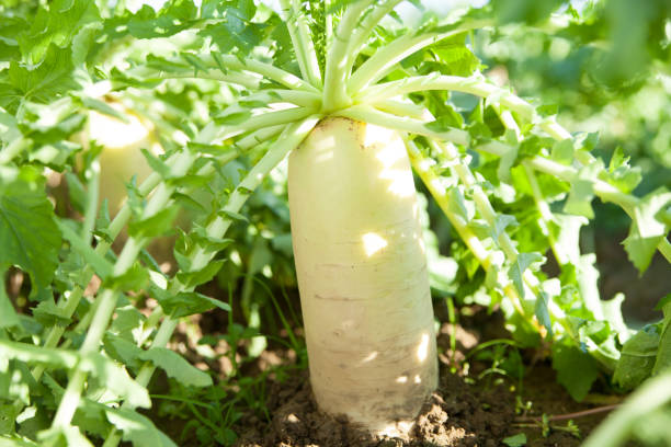 white radish in farmland