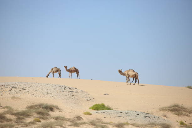 istock Camels in Oman 1446607081