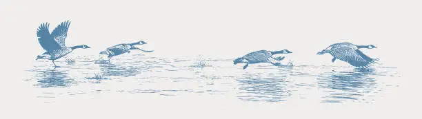 Vector illustration of Canada Geese Taking Off From Lake