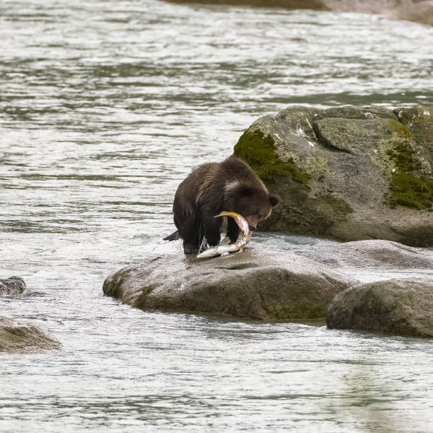 鮭を食べるグリズリーの赤ちゃん - bear salmon alaska cub ストックフォトと画像