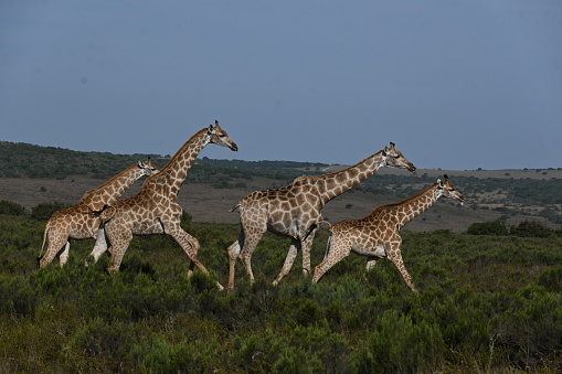 Giraffe in evening sunshine on nature reserve in Eastern Cape, South Africa ok
