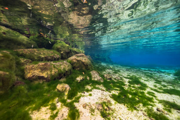 Underwater scenery in Three Sisters Springs, Crystal River, Florida, United States underwater scenery in Florida three sisters springs stock pictures, royalty-free photos & images