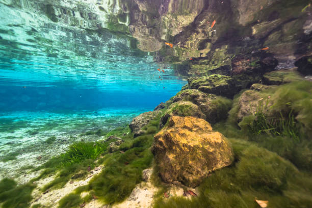 Underwater scenery in Three Sisters Springs, Crystal River, Florida, United States stock photo