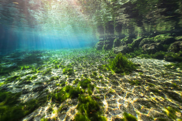 Underwater scenery in Three Sisters Springs, Crystal River, Florida, United States underwater scenery in Florida three sisters springs stock pictures, royalty-free photos & images