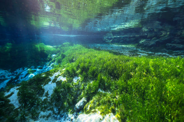 Underwater scenery in Three Sisters Springs, Crystal River, Florida, United States underwater scenery in Florida three sisters springs stock pictures, royalty-free photos & images