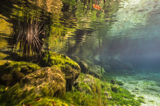 Underwater scenery in Three Sisters Springs, Crystal River, Florida, United States stock photo