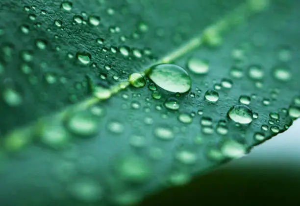 Photo of Green leaf with rain drops on it, nature background