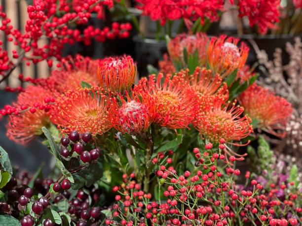 istock Bouquet leucadendron Protea flowers and ornamental berries. 1446613995