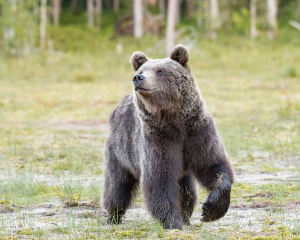 istock Brown bear (Ursus arctos) walking on a Finnish bog 1446616279