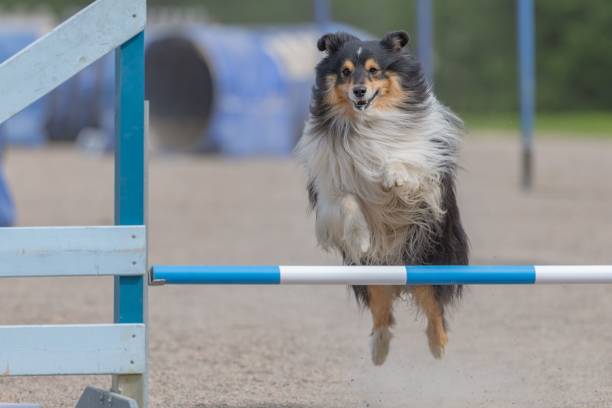 istock Shetland Sheepdog jumps over a hurdle during a dog agility course 1446616282