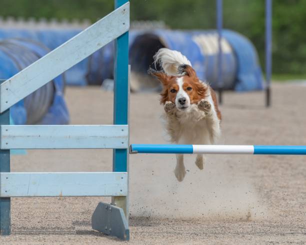 istock Kooikerhondje jumps over a hurdle during a dog agility course 1446616296