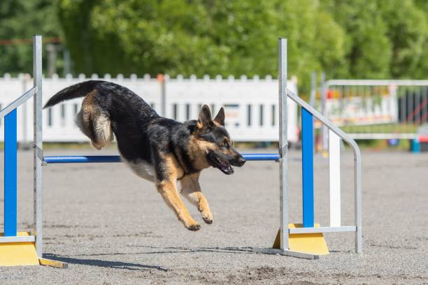istock German Shepherd jumps over a hurdle on a dog agility course 1446616345