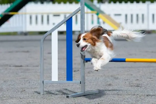 A Kooikerhondje jumps over a hurdle on a dog agility course
