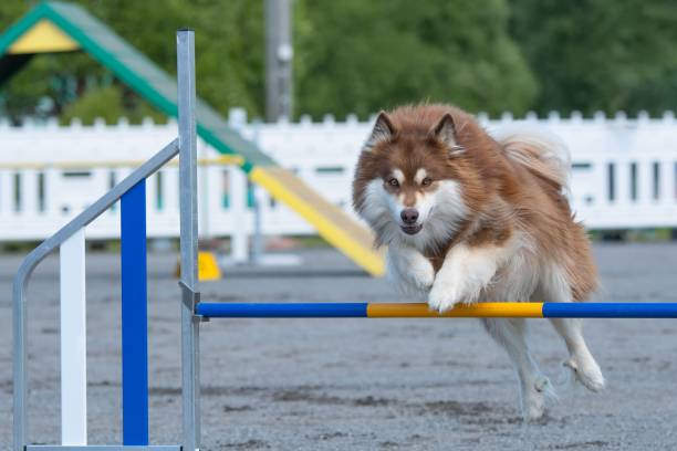 istock Finnish Lapphund jumps over a hurdle on a dog agility course 1446616353