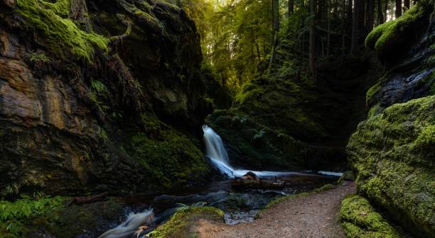 istock Beautiful view of a stream in a forest surrounded by rocks with moss 1446616366