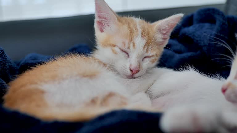 Close-up view of a kitten waking up briefly and falling asleep again immediately