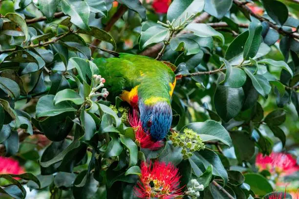 A closeup of a bird called Rainbow Lorikeet eating pollen from a flower