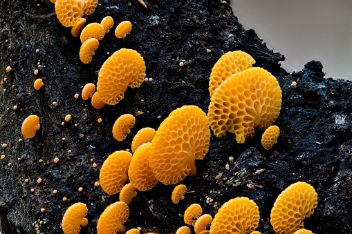 A closeup of Orange Pore Fungus growing on a log