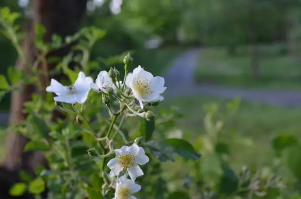 A selective focus shot of white Multiflora Rose flowers