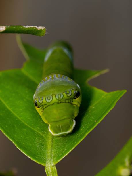 istock Closeup shot of a green snake on a leaf 1446617043