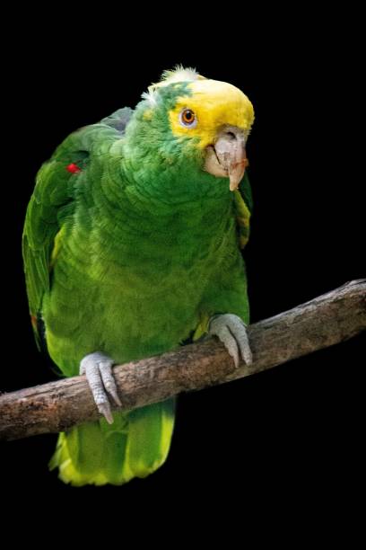 istock Amazon parrot standing on a tree branch isolated on a black background 1446617227