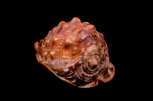 Orange Conch Sea Shell Isolated on a Black Background