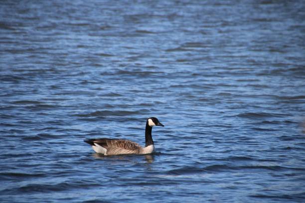 istock Single mallard duck swiming in the lake 1446617523
