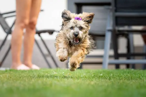 Photo of Cute Havanese dog (Canis lupus familiaris) with a purple bow running on the grass