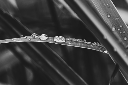A closeup of a grass with water droplets, a monochrome shot