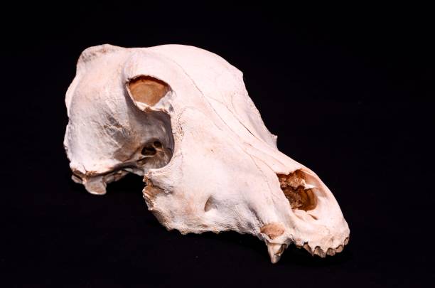 istock Dried Dog Skull Bone , digital , photo, image 1446618003